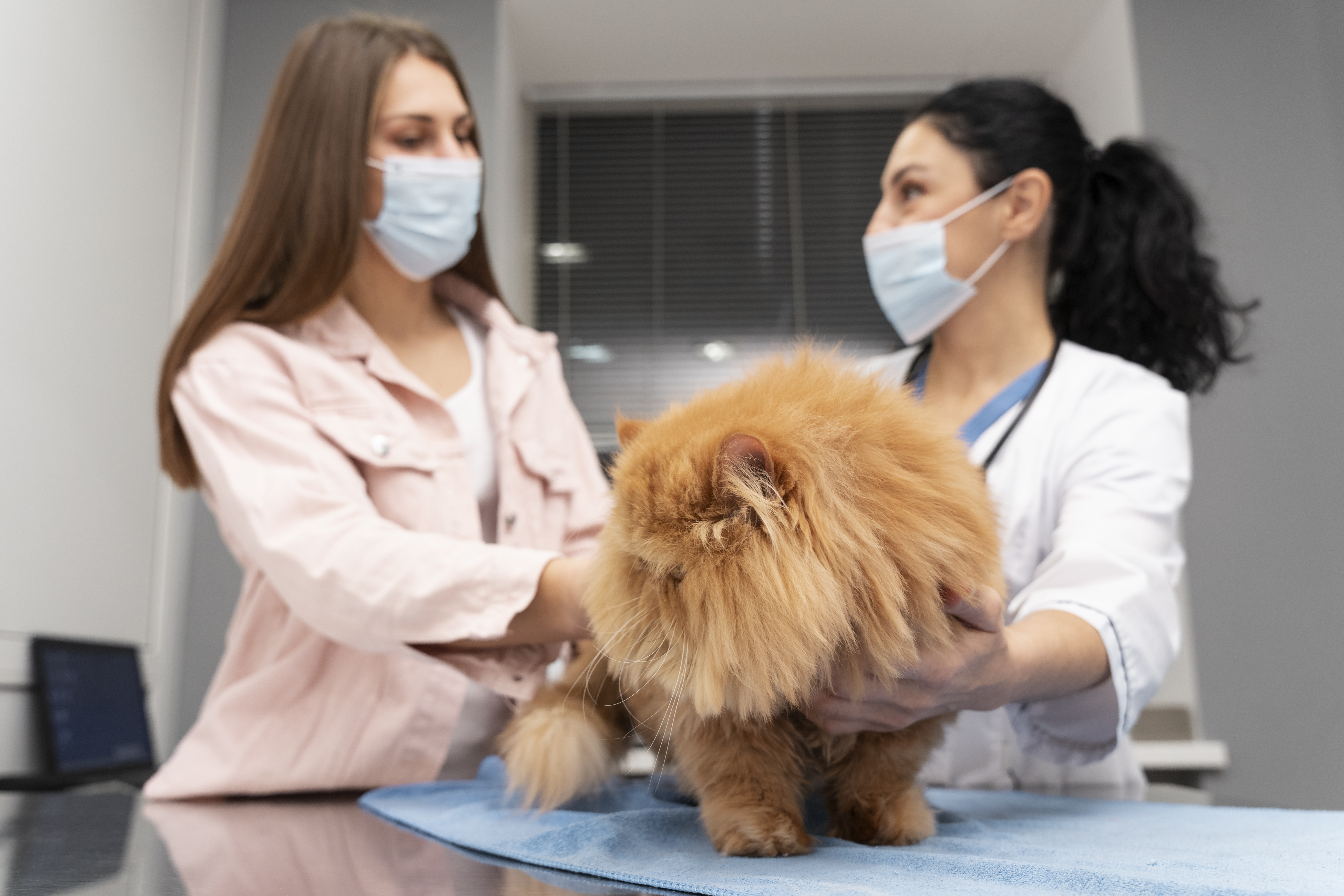 Veterinary services